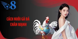 Cách Nuôi Gà Đá Chân Mạnh Theo Lộ Trình Thể Lực Chuẩn Sới Đấu