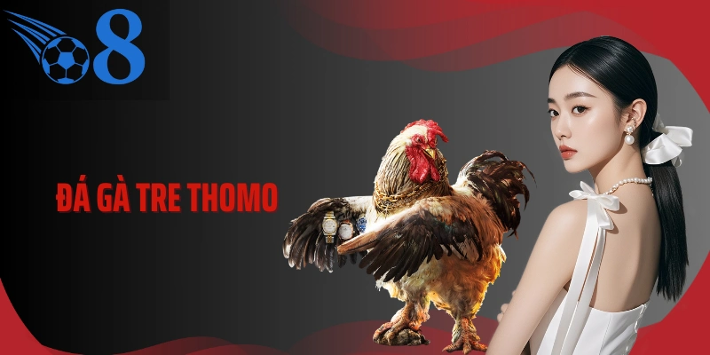 Đá Gà Tre Thomo Và Cách Đọc Thế Gà Trước Giờ Vào Kèo