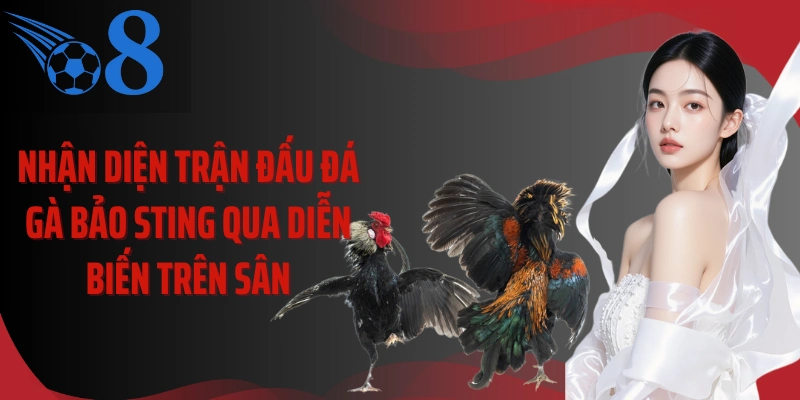 Nhận diện trận đấu đá gà Bảo Sting qua diễn biến trên sân